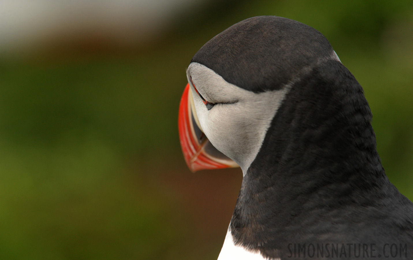 Fratercula arctica naumanii [550 mm, 1/1000 sec at f / 10, ISO 1600]